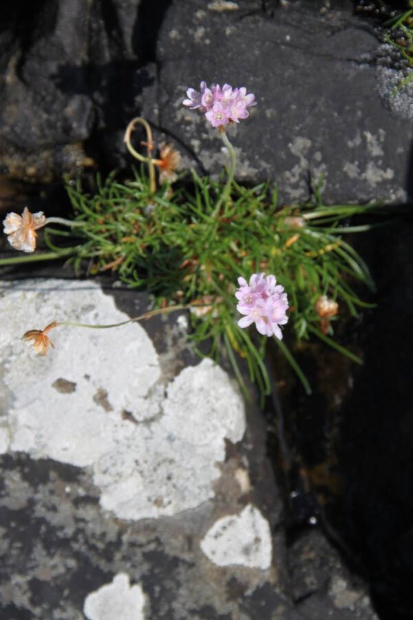 schottland_0606_c_svenja_skeide