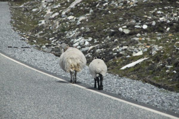 schottland_0966_c_svenja_skeide