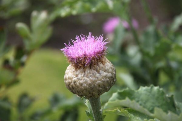 schottland_1241_c_svenja_skeide