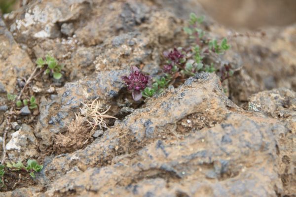 101t45dn_1_island_2014_c_svenja_skeide_039