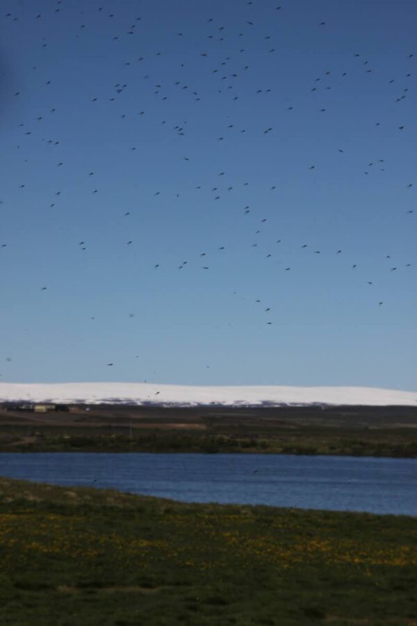 10boomf1_1_island_2014_c_svenja_skeide_167