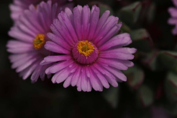 img_4295