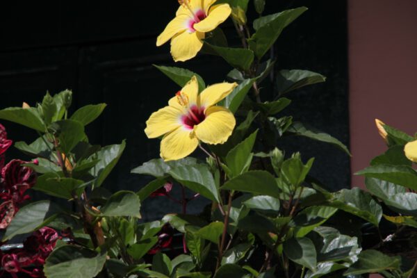 La_Palma_0208_c_Svenja_Skeide