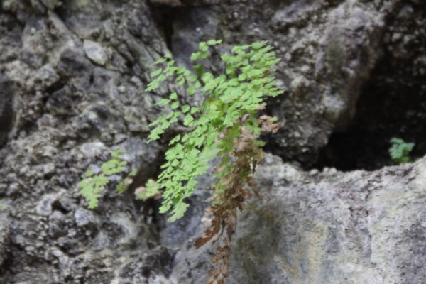 La_Palma_0516_c_Svenja_Skeide