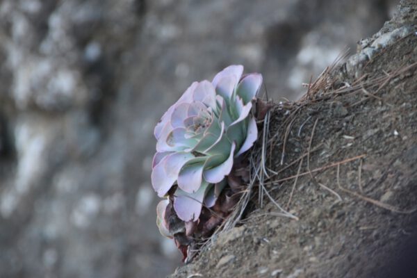 La_Palma_0584_c_Svenja_Skeide