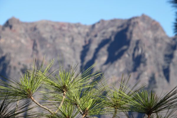 La_Palma_0647_c_Svenja_Skeide