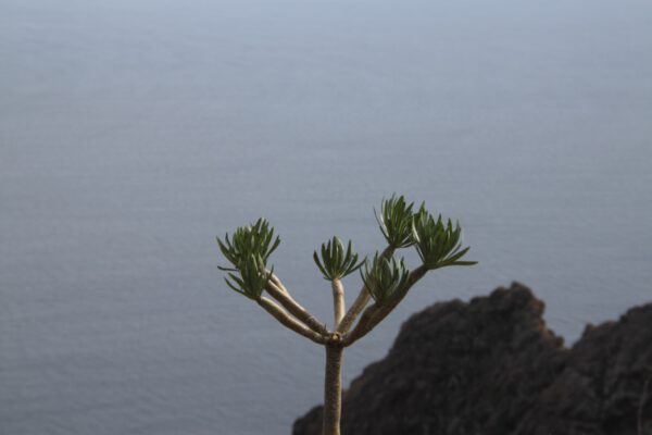 La_Palma_0689_c_Svenja_Skeide