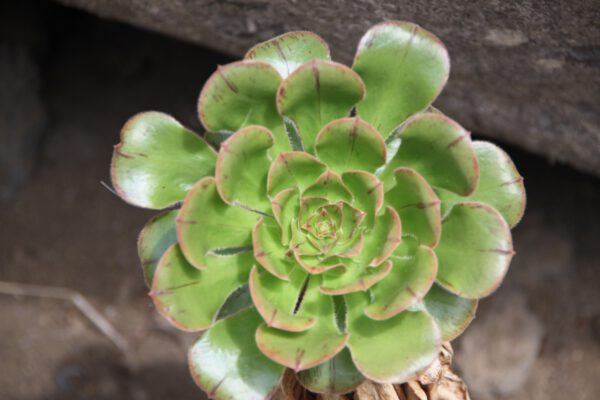 La_Palma_0713_c_Svenja_Skeide