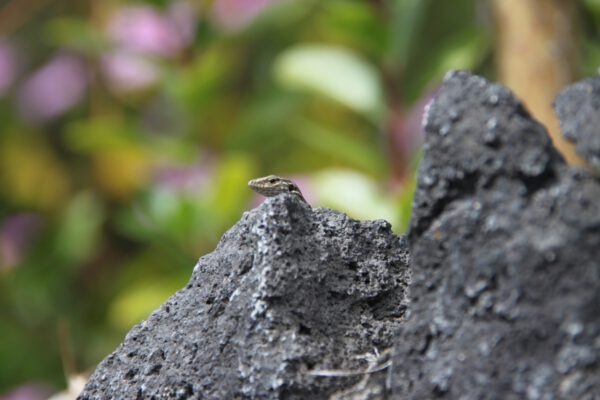La_Palma_0726_c_Svenja_Skeide