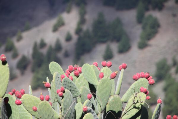 La_Palma_0855_c_Svenja_Skeide