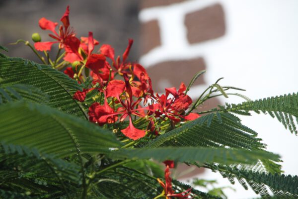 La_Palma_0983_c_Svenja_Skeide