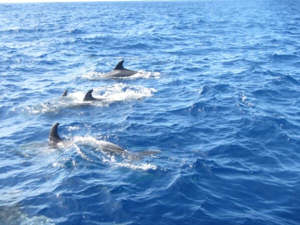 La_Palma_2013_060_c_Svenja_Skeide