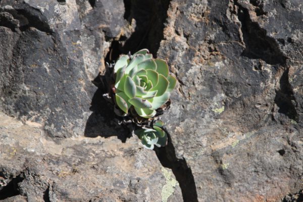 La_Palma_2013_240_c_Svenja_Skeide