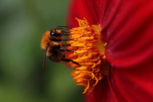 flora-kln_36304635174_o