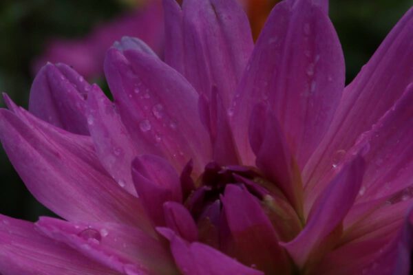 flora-kln_36304642014_o