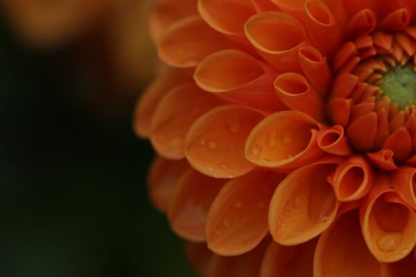 flora-kln_36304648514_o