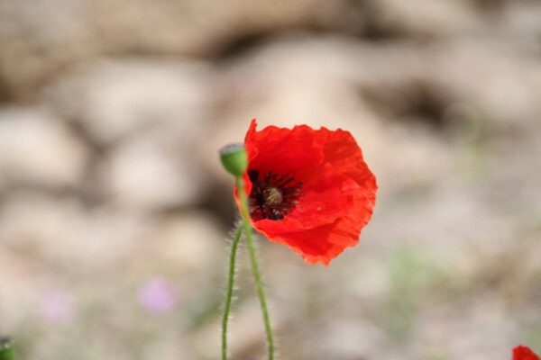 img_6694