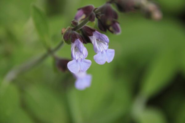 img_6883