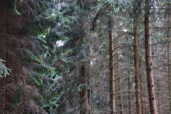 siegsteig-4-etappe-merten-eitorf_33959518544_o