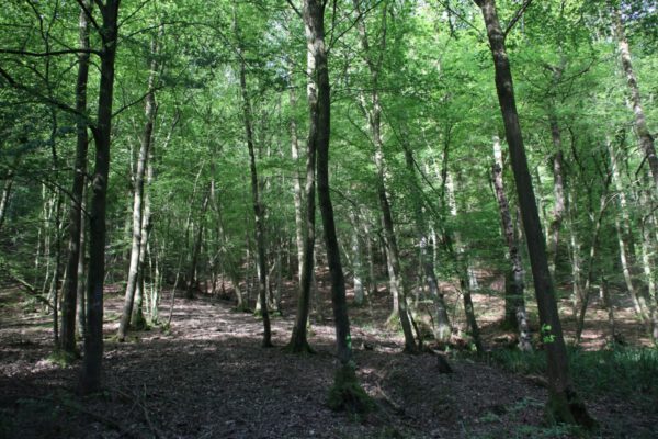 siegsteig-6-etappe-herchen-schleife_34046995524_o