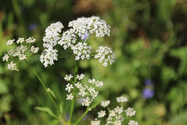 siegsteig-6-etappe-herchen-schleife_34079201463_o