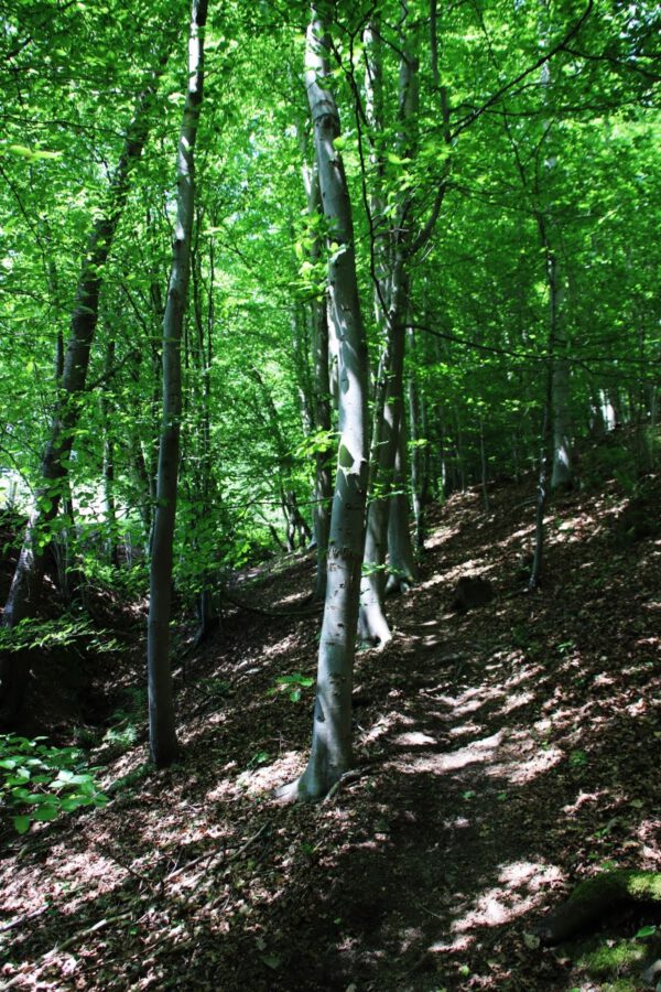 siegsteig-6-etappe-herchen-schleife_34502737600_o