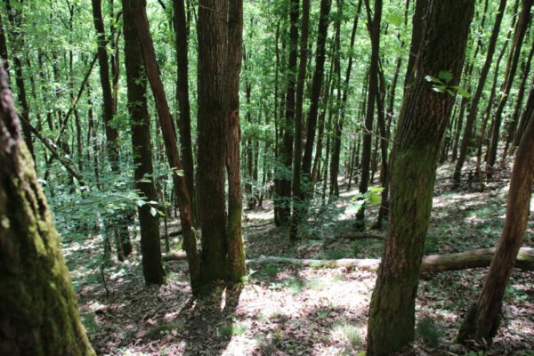 siegsteig-6-etappe-herchen-schleife_34757826061_o