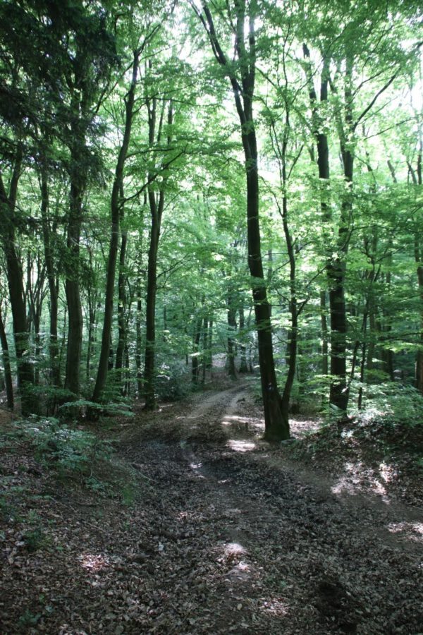 siegsteig-6-etappe-herchen-schleife_34889572865_o