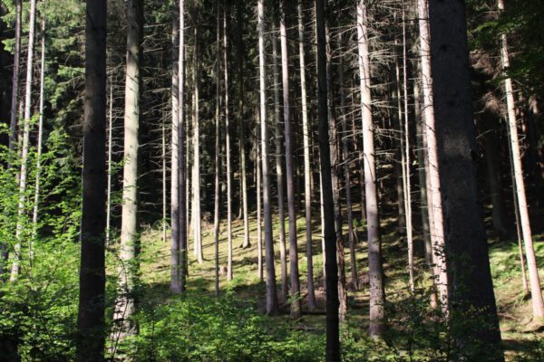 siegsteig-6-etappe-herchen-schleife_34889615365_o