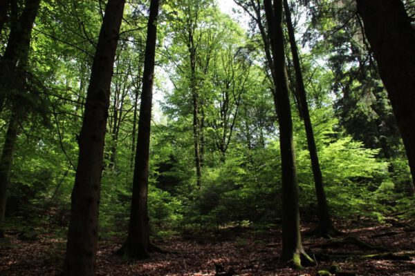siegsteig-7-etappe-herchen-schladern_34309893733_o