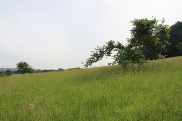 siegsteig-7-etappe-herchen-schladern_34989186481_o