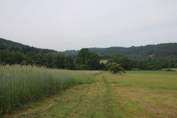 siegsteig-7-etappe-herchen-schladern_35080425806_o