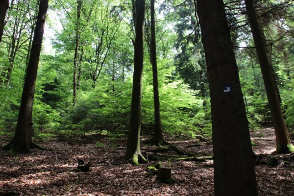 siegsteig-7-etappe-herchen-schladern_35120023445_o